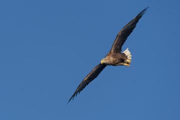 White Tailed Eagle (Haliaeetus albicilla), also known as Eurasian sea eagle and white-tailed sea-eagle. The eagle is flying to catch a fish in the delta of the river Oder in Poland, Europe.