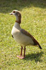 Goose on the grass