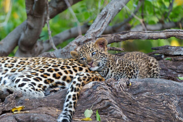 Cute Leopard cub. This leopard (Panthera pardus) cub is coming out of the den when his mother arrives -  Mashatu Game Reserve in the Tuli Block in Botswana