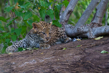 Naklejka na ściany i meble Cute Leopard cub. This leopard (Panthera pardus) cub is coming out of the den when his mother arrives - Mashatu Game Reserve in the Tuli Block in Botswana