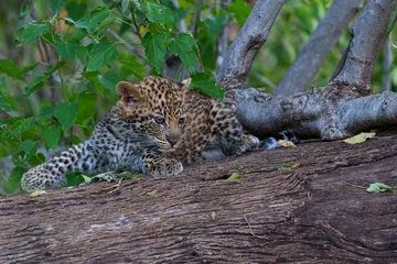 Poster Cute Leopard cub. This leopard (Panthera pardus) cub is coming out of the den when his mother arrives -  Mashatu Game Reserve in the Tuli Block in Botswana © henk bogaard
