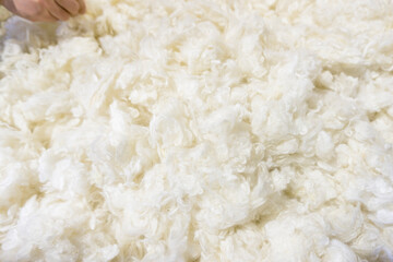 Touching the wool collected by hand