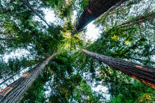 Redwood Forest In Rotorua, New Zealand