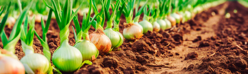 Onions growing in the garden field. Generative AI,