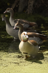 Flock of geese