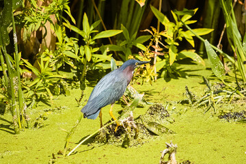 Green heron
