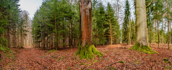 Panoramic view over a forest track in magical deciduous and pine forest with ancient aged trees...