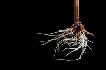 Rooted grape cuttings on a dark blurry background