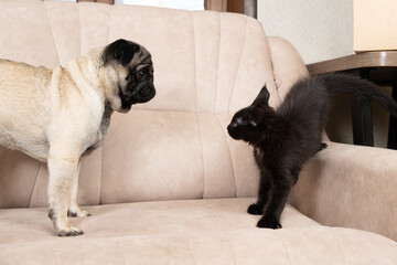 A Maine coon kitten hisses at the pug. Cat-dog interaction, cats and dogs friendship