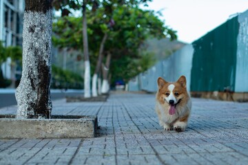 beautiful young corgi runs down the street and walks in the city