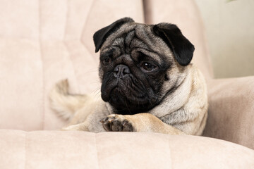 A sad pug lies on the couch and looks away. Care for pugs, their coat, folds, ears and eyes.