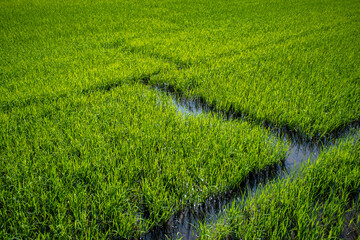 green rice field with water way in zikzak line