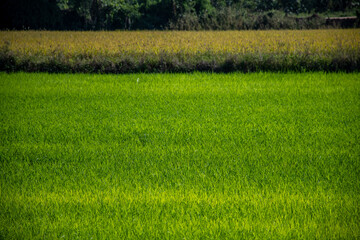 green rice field as slightly out of focus as background
