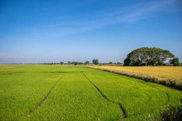 wild landscape shot of rice field against blue sky