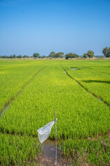 colorful rice field with plastic bag pole in foreground