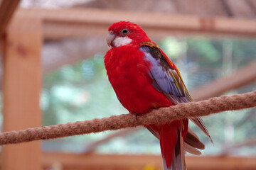 Parrot with colorful feathers sits on a rope