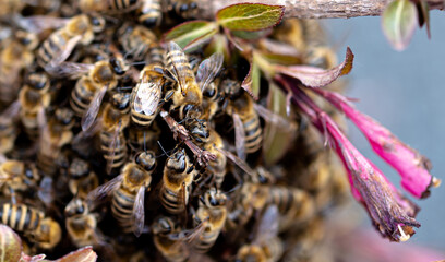 Honey bees.