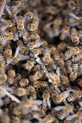 Honey bees.