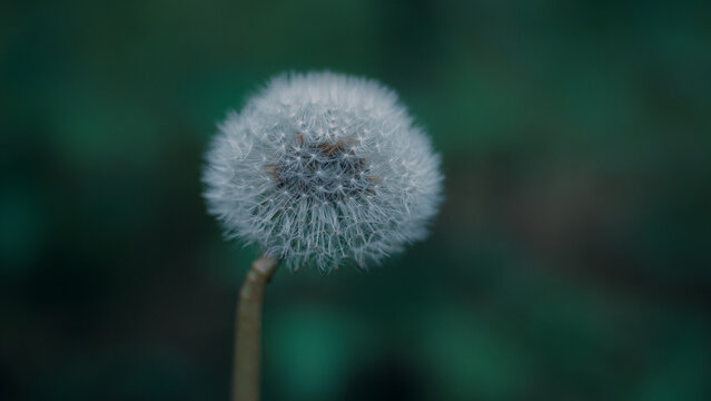 A faded dandelion with blurred background