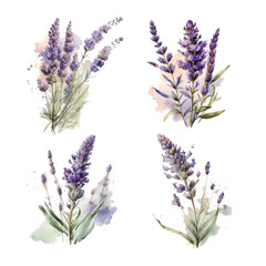 Lavender. Set of watercolor lavender flowers and symbols on the white background, aquarelle. Vector illustration. Hand-drawn floral decorative elements useful for invitations, scrapbooking, design. - obrazy, fototapety, plakaty