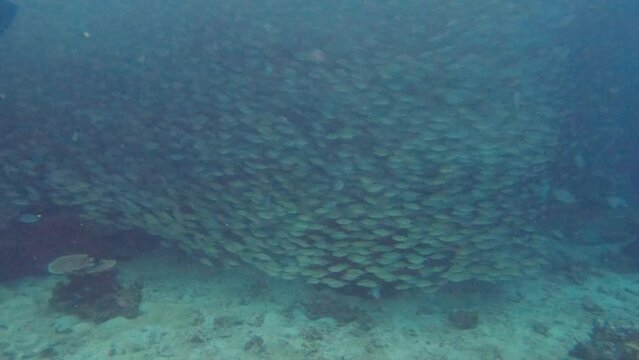 Yellowstripe scads fish underwater scuba diving in Koh Tao, Chumphon, Thailand.