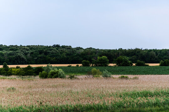 Rural landscape from Ilfov county with reeds and other plants. Romania.