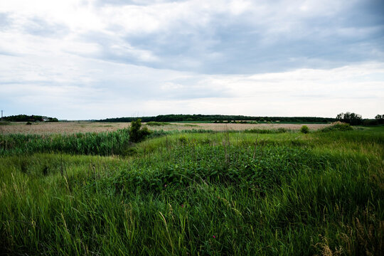 Rural landscape from Ilfov county with reeds and other plants. Romania.