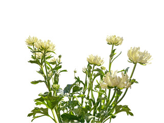 白いラナンキュラスの花の切抜き