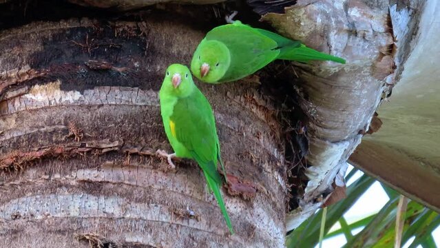 Funny parakeets on the palm tree.  Yellow-chevroned Parakeet. Brotogeris chiriri. 
