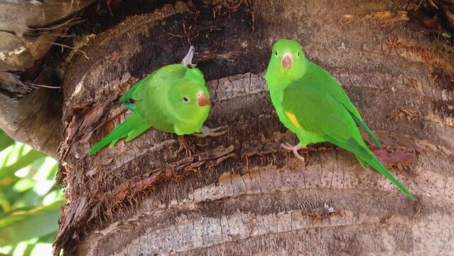 Funny parakeets on the palm tree.  Yellow-chevroned Parakeet. Brotogeris chiriri. 