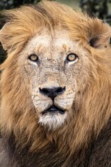 Fototapeta na wymiar Vertical portrait of a majestic lion with a brown mane looking at the camera