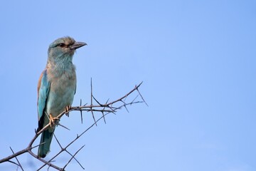 Closeup shot of a European roller on a tree during the day