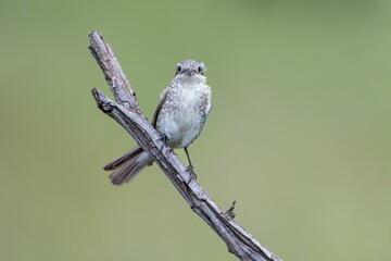 Closeup shot of a red-backed shrike on a tree during the day