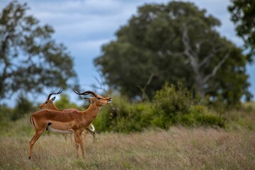 Naklejka na ściany i meble Beautiful shot of an Impala in a field during the day