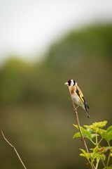 Vertical view of a European goldfinch perching on the branch