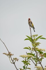 Vertical view of a European goldfinch perching on the branch before the gray sky