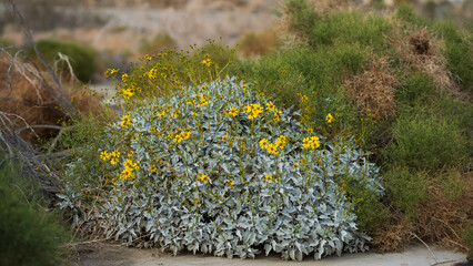 An example of desert brittle bush with yellow daisy like flowers in a dry wash near Palm Springs California. 