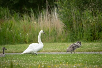 White swan and gray goslings walking around on a grassy field