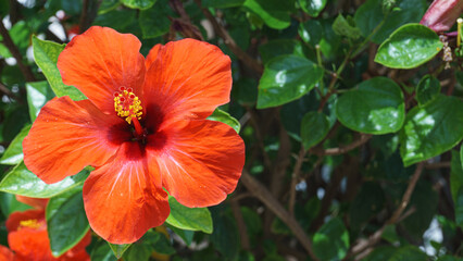 Chinese Hibiscus Rosa Sinensis Flower on green nature background. Malvaceae flower family.