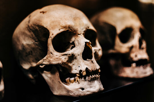 Haunting photograph of skulls