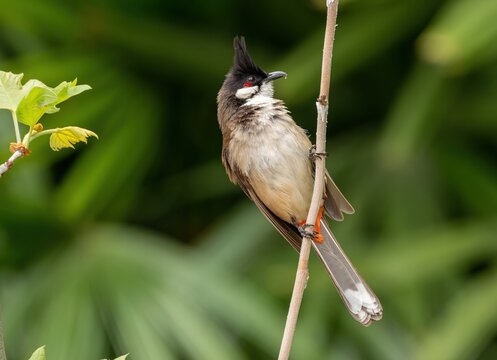 White-eared Bulbul,રણ બુલબુલ