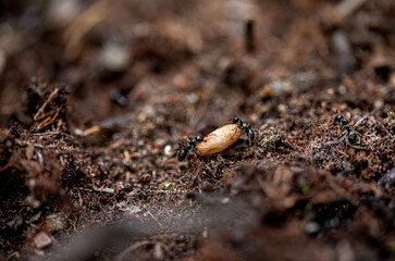 ants in an anthill
