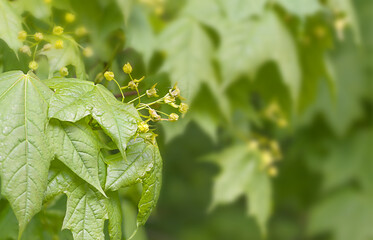 Background of young green spring leaves and flowers of holly maple. Illuminated maple leaves in the forest.