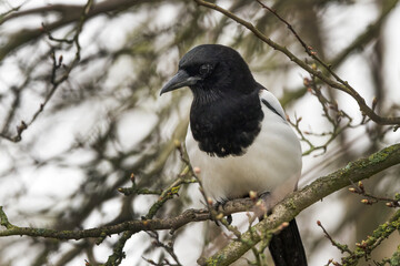 Black and white Magpie