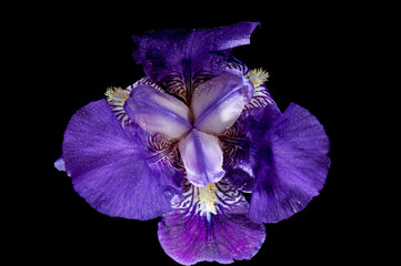 Iris