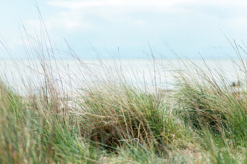 grass on the beach of the sea coast