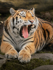 Naklejka na ściany i meble Siberian tiger