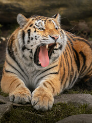 Siberian tiger