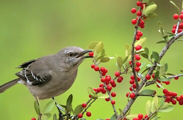 Close-up of a North American singing mockingbird (Mimus polyglottos) eating red berries