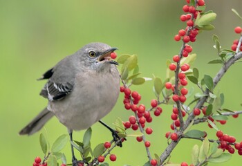 Close-up of a North American singing mockingbird (Mimus polyglottos) eating red berries